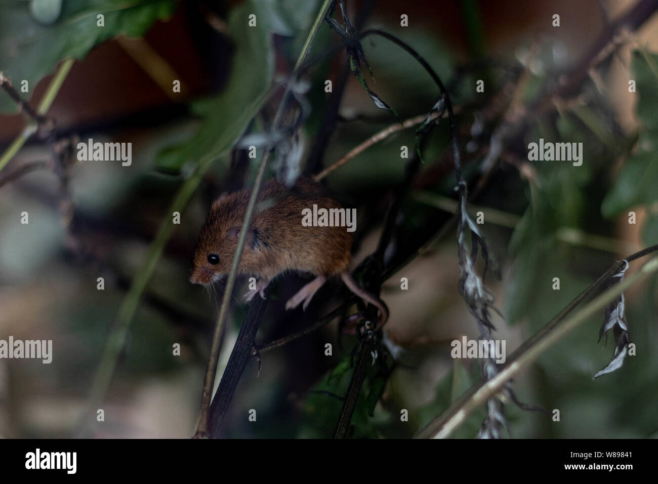 Sweet mouse Stock Photo