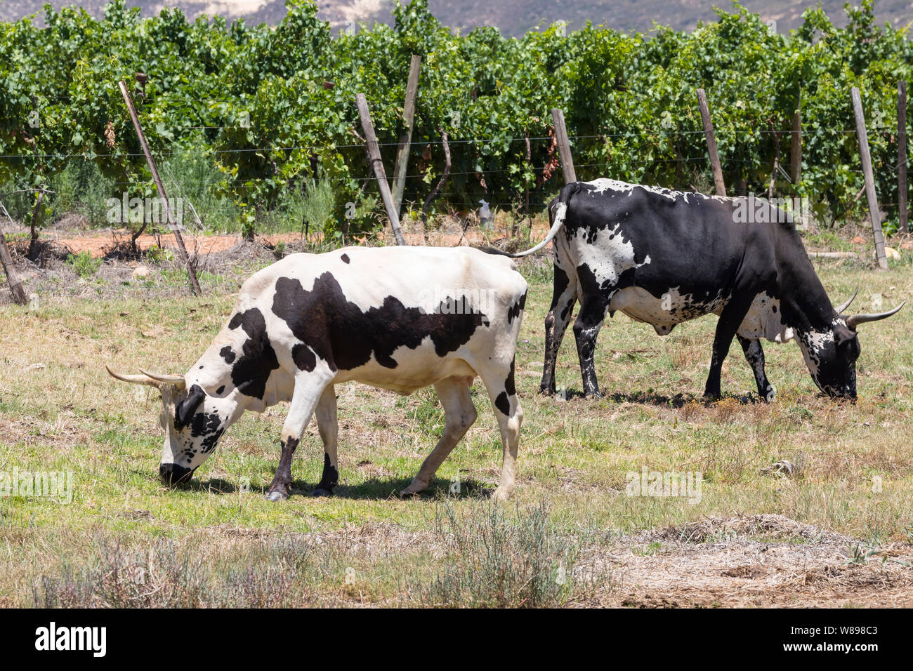 Two black and white African Nguni beef cattle, cows, grazing in a pasture in South Africa Stock Photo