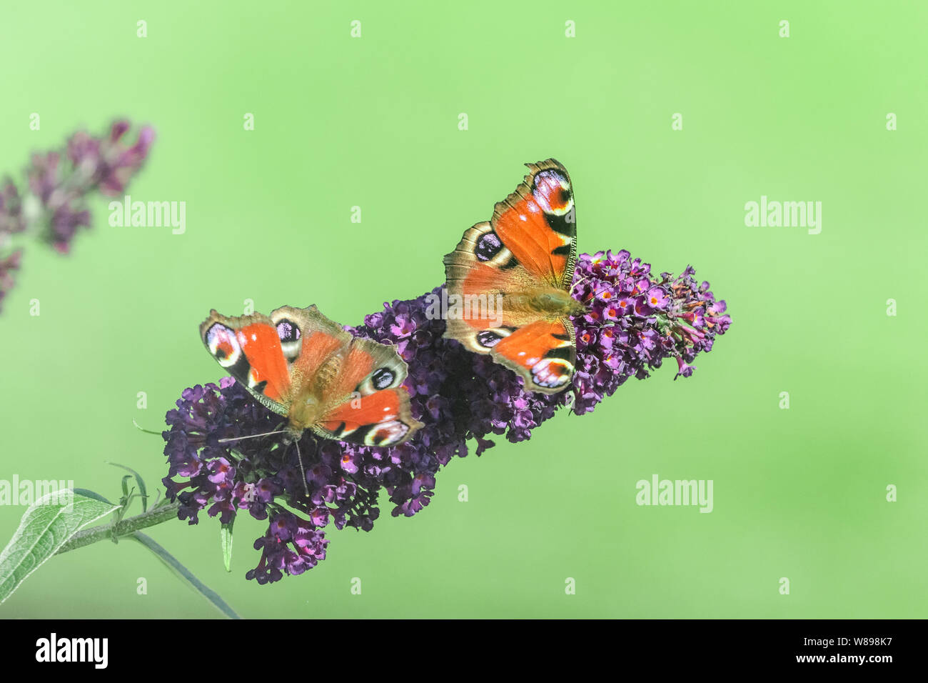Two peacock butterflies on a buddleia flower Stock Photo - Alamy