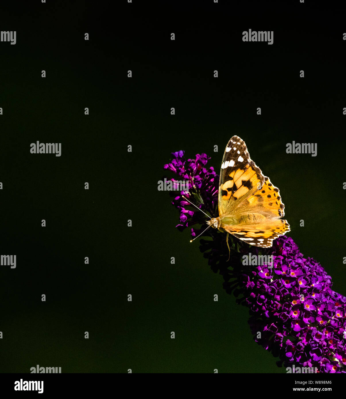 A painted lady butterfly with outstretched wings drinking nectar on a buddlea flower. Stock Photo