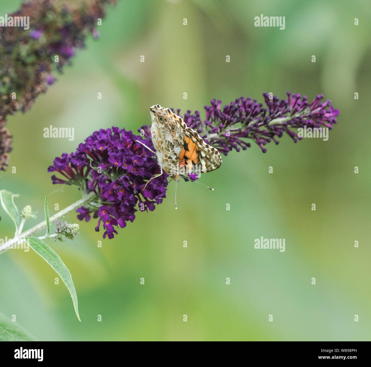 A painted lady butterfly on a buddleia flower, The wings are closed so you can see the patterns on the underwings. Stock Photo