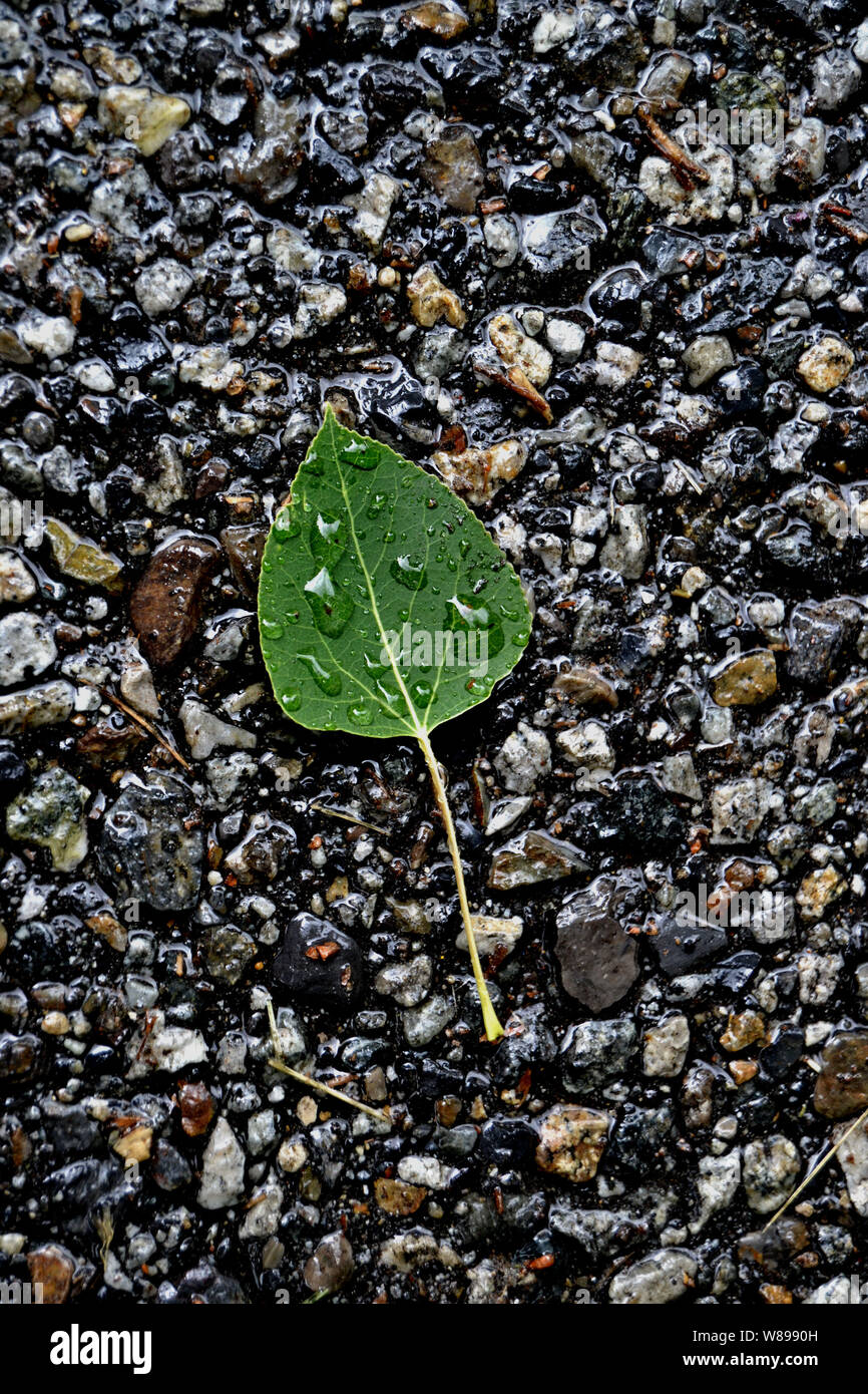 Green leaf with water drops on it laying on a bed of wet rocks. Stock Photo