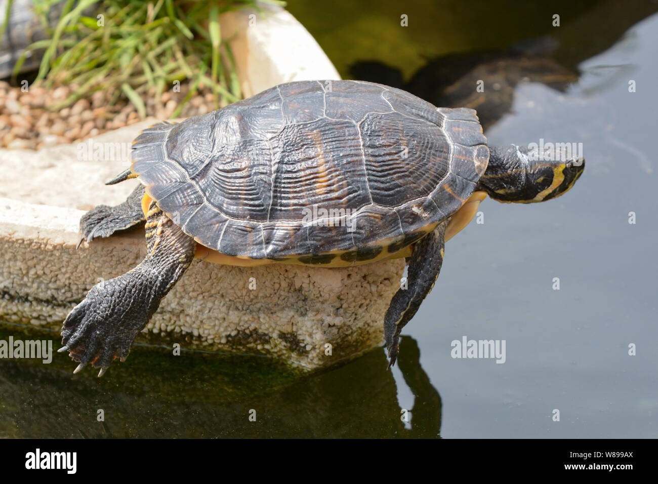 Animal basking sun hi-res stock photography and images - Alamy