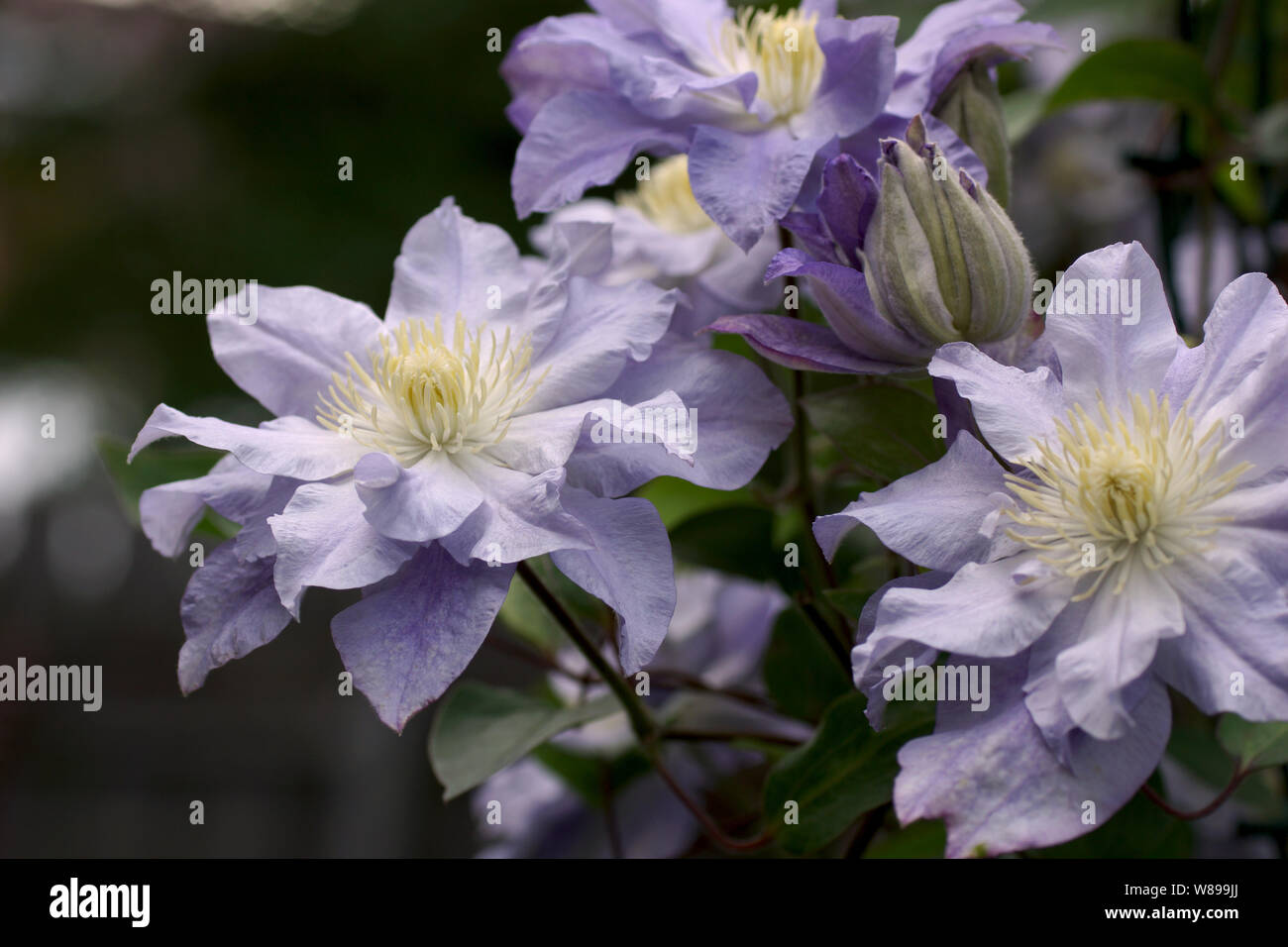 Beautiful summer flowers in a vertical garden gardening. Flower double