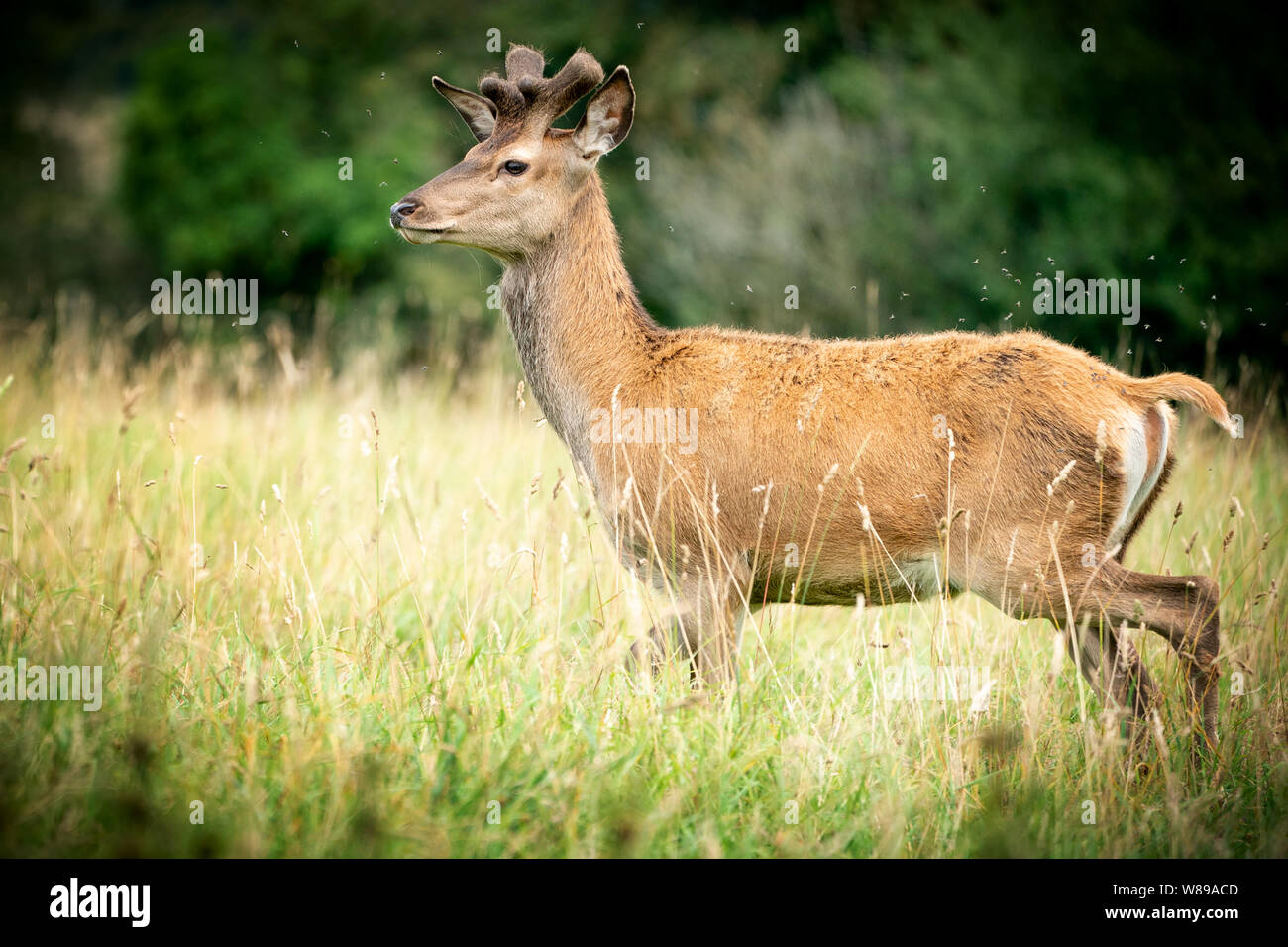 Red deer grazing closeup  in a woodland area in  Dorset uk just coming into velvet Stock Photo