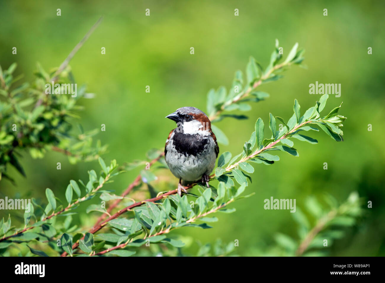 Male house sparrow passer domesticus hi-res stock photography and ...