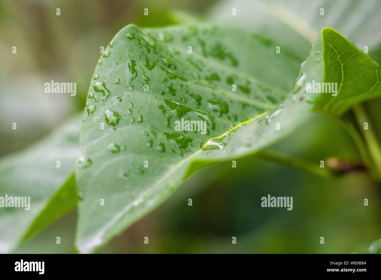 Water drops on leaves. After rain. Summer rain. Background with a water motif. Stock Photo