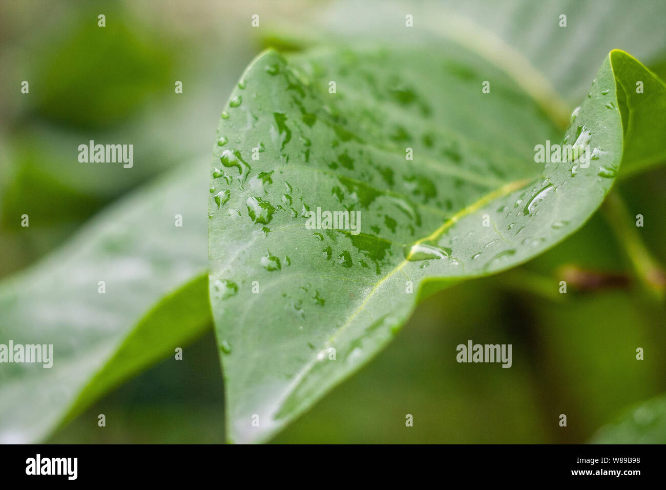 Water drops on leaves. After rain. Summer rain. Background with a water motif. Stock Photo