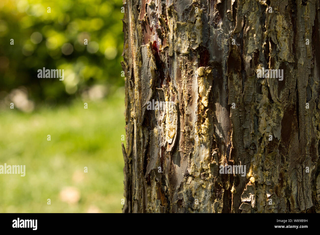 Close up of brown, yellow and grey skin of a pine tree which feels like peeling and sticky with resin. Skin problems concept. Stock Photo