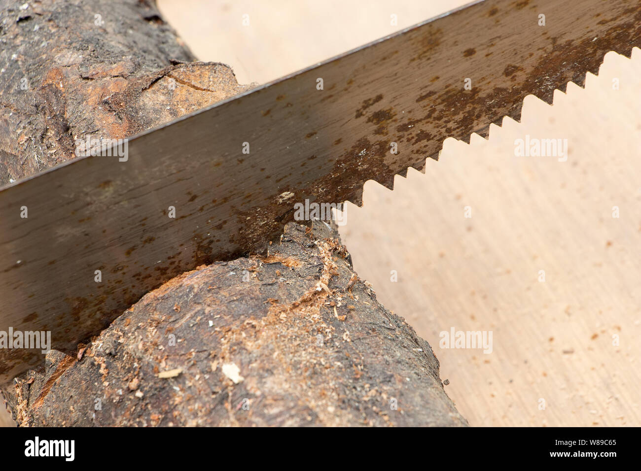 Detail of old saw, sawing wooden log, trunk. Concept of natural traditional work outdoors. Stock Photo