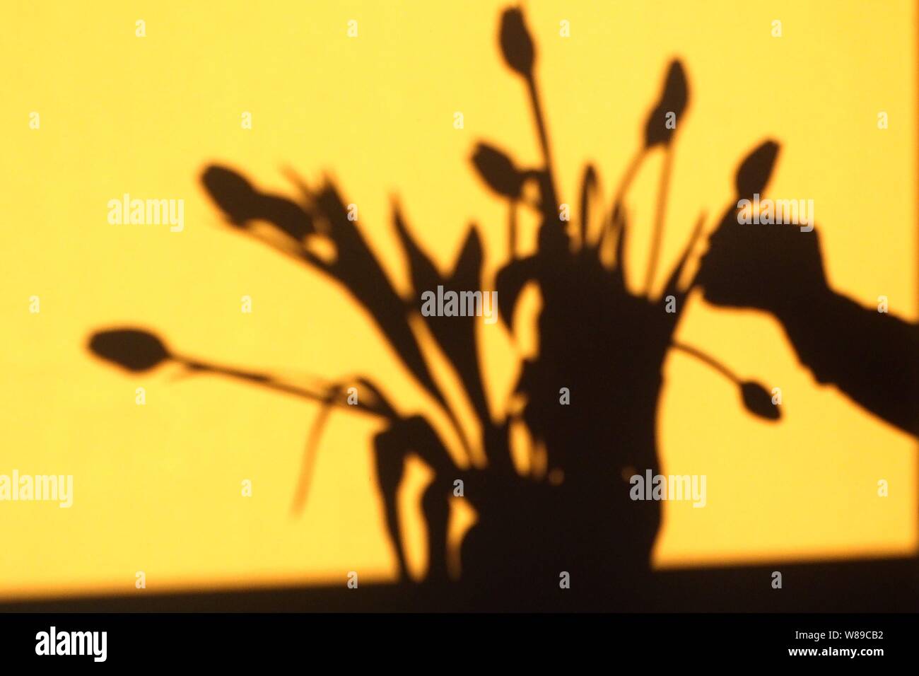Shadow of a bunch of tulips Stock Photo