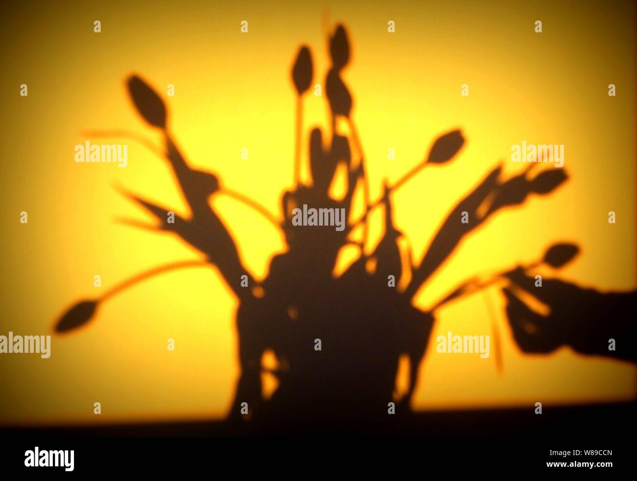 Shadow of a bunch of tulips Stock Photo