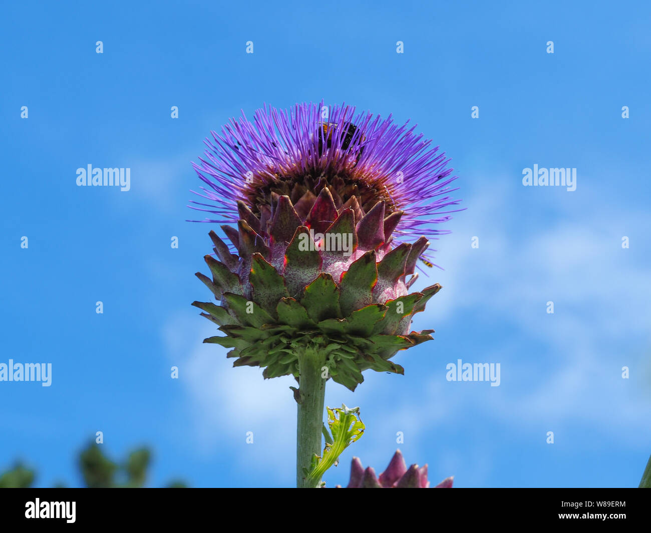 Tall impressive Cardoon flower with a bumblebee against a blue sky background Stock Photo