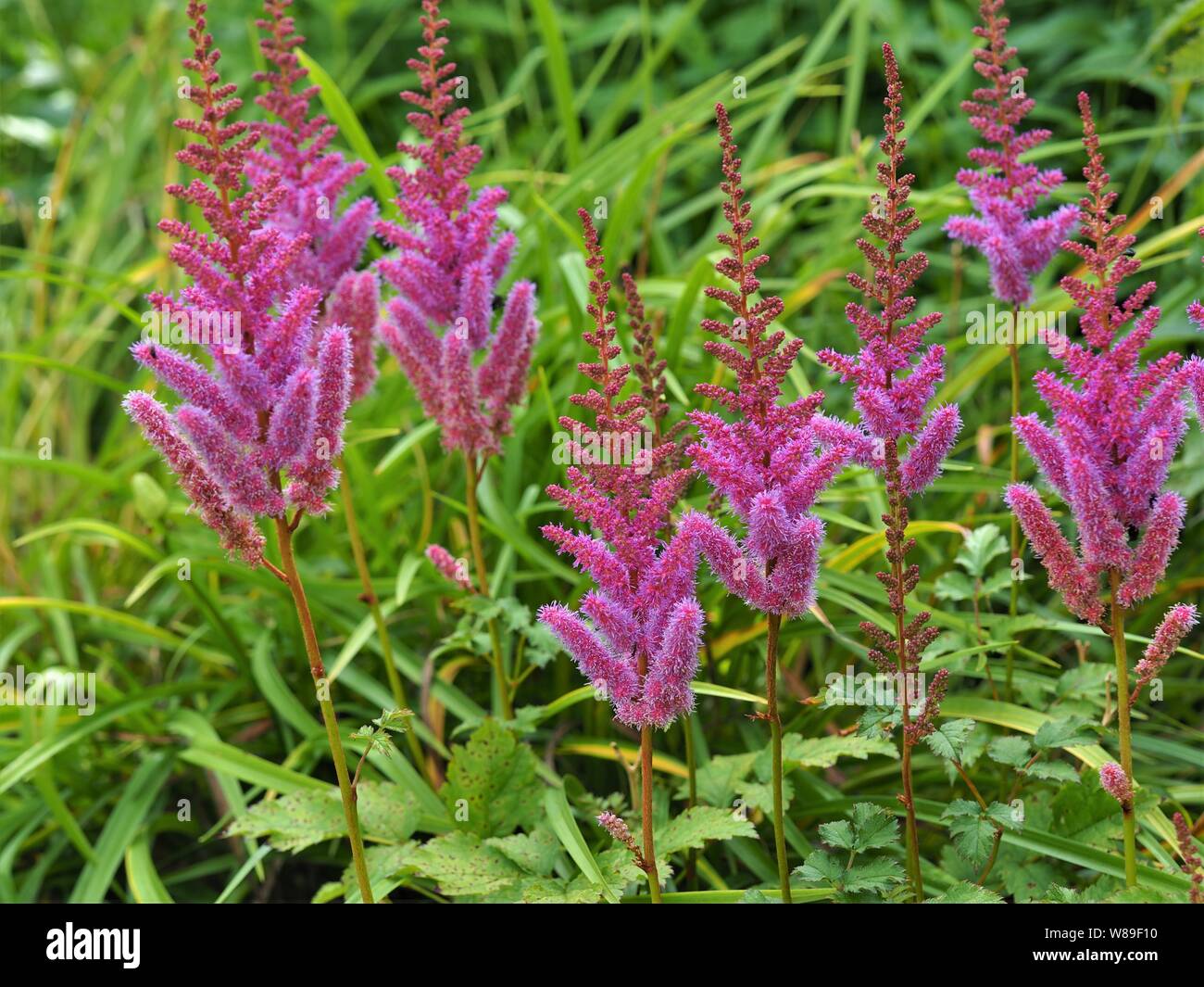 Pink mauve Astilbe flowers and buds growing amongst green leaves in a garden in summer Stock Photo