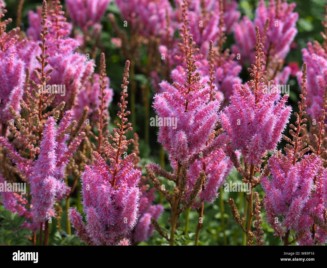 Fluffy pink Astilbe flowers and buds n a summer garden Stock Photo