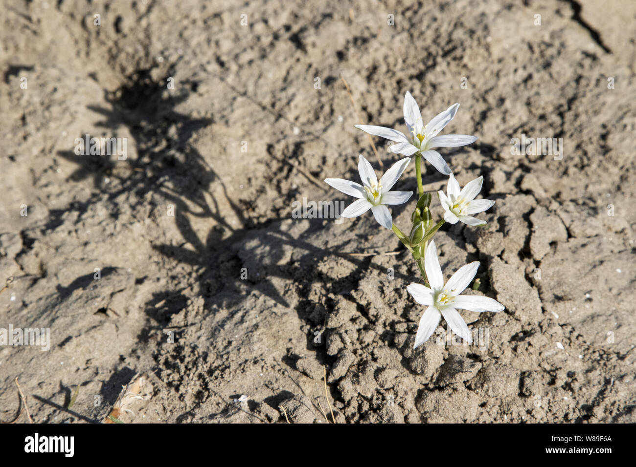 edelweiss (Leontopodium nivale), Ultima Frontiera, Romania 28 April 2018 Stock Photo