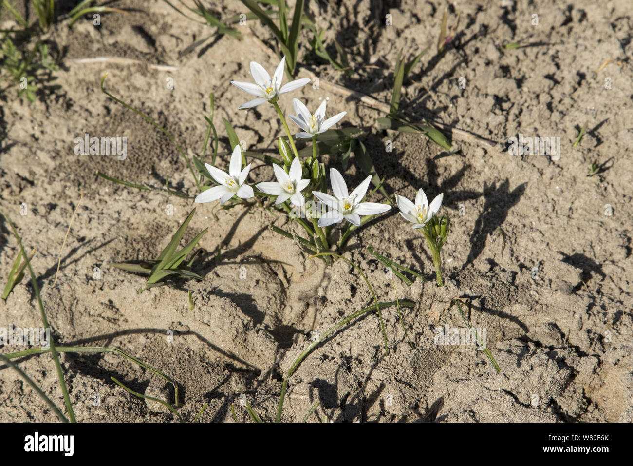 edelweiss (Leontopodium nivale), Ultima Frontiera, Romania 28 April 2018 Stock Photo