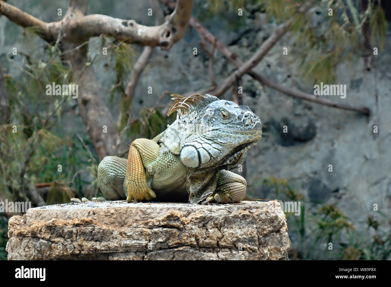 A large adult iguana with different shades of green and blue as well as a little bit of yellow lies on a rock, the right leg behind, the crest on the Stock Photo
