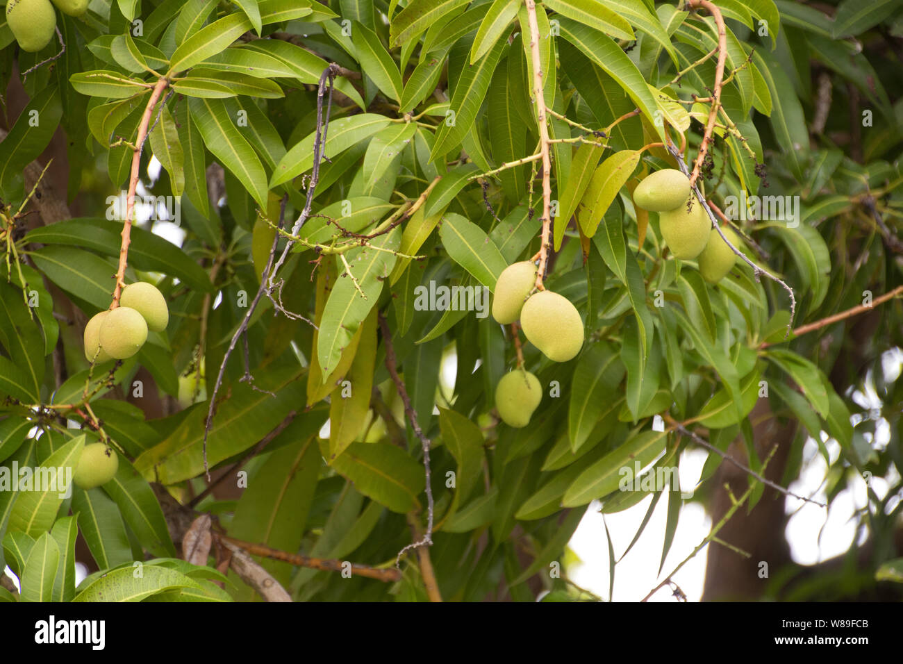 mango tree fruit Santarem, Brazil 7 February 2017 Stock Photo