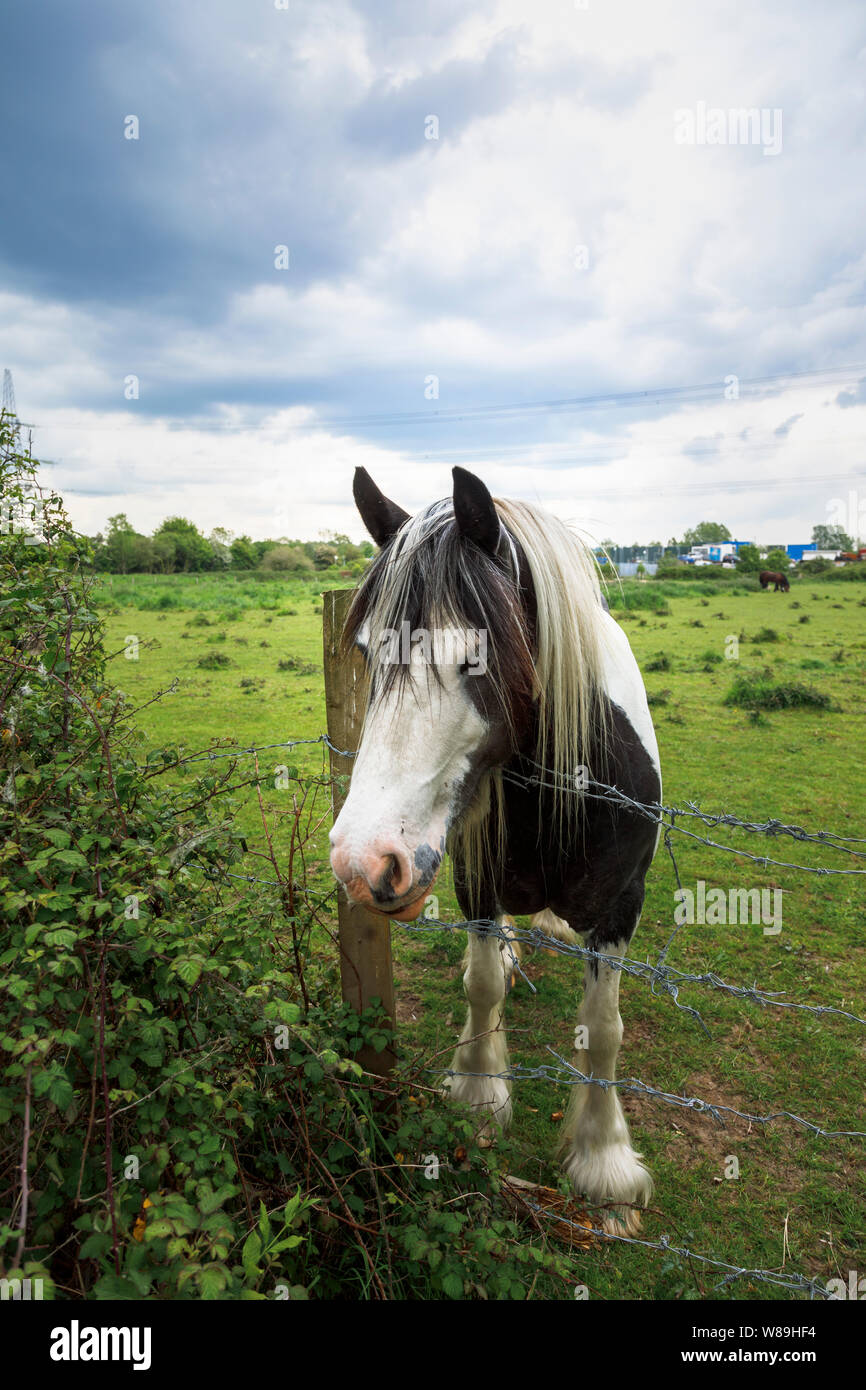 Black and white clydesdale heavy horse standing in a field looking over