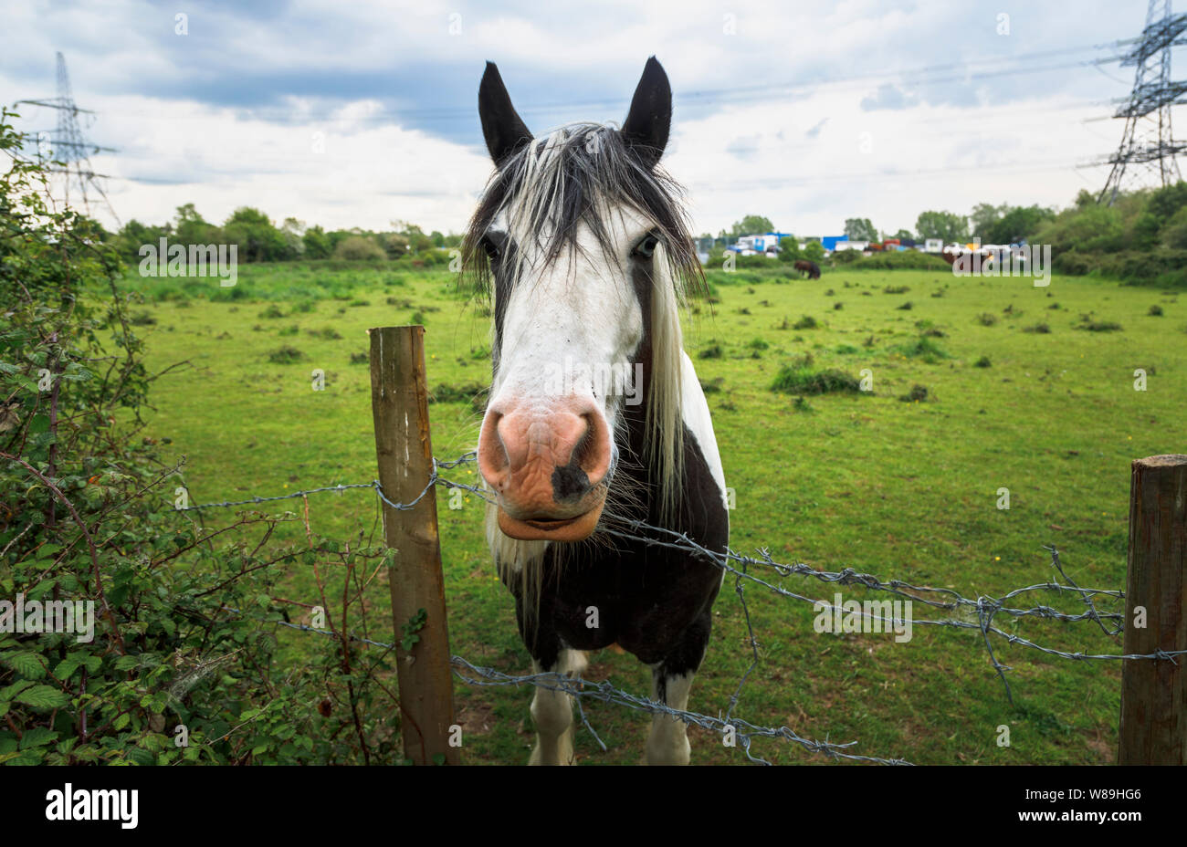 Black and white clydesdale heavy horse standing in a field looking over