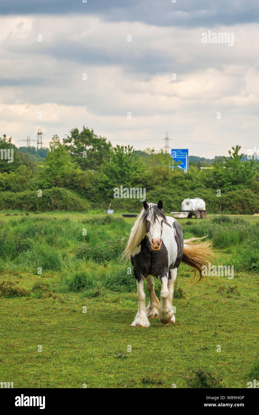 Clydesdale horse head hires stock photography and images Alamy
