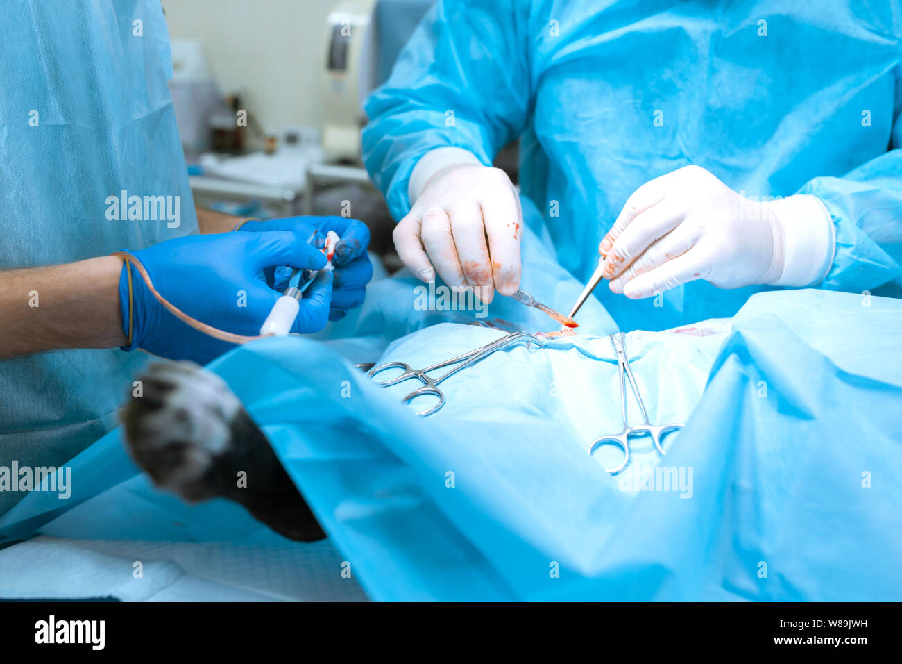 A surgeon veterinarian operates a dog in the operating room with an ...