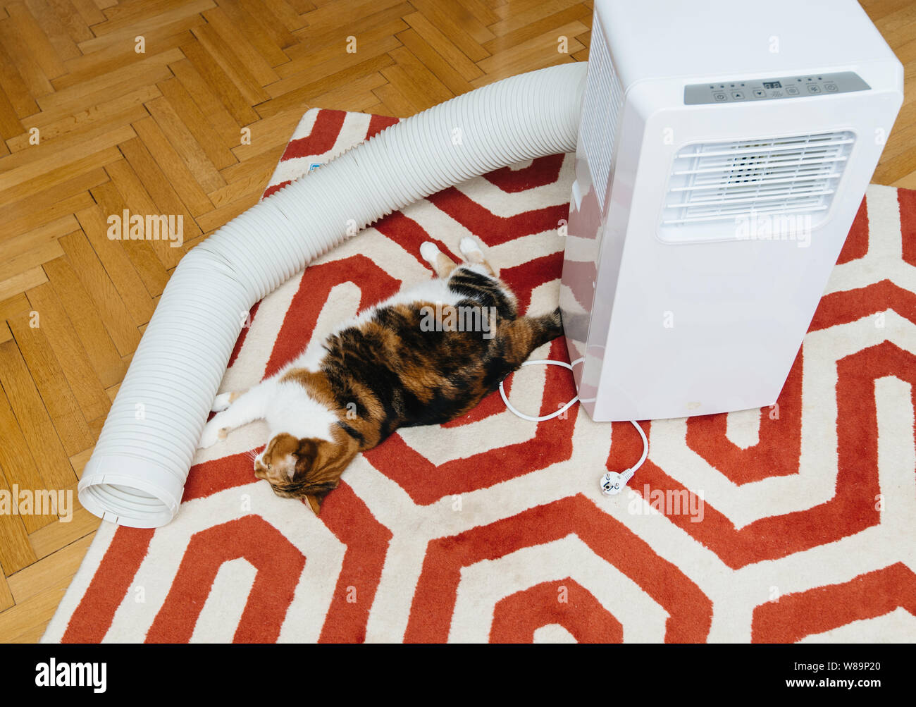 Cat inspecting unboxed new portable air conditioner unit AC during hot summer in living room