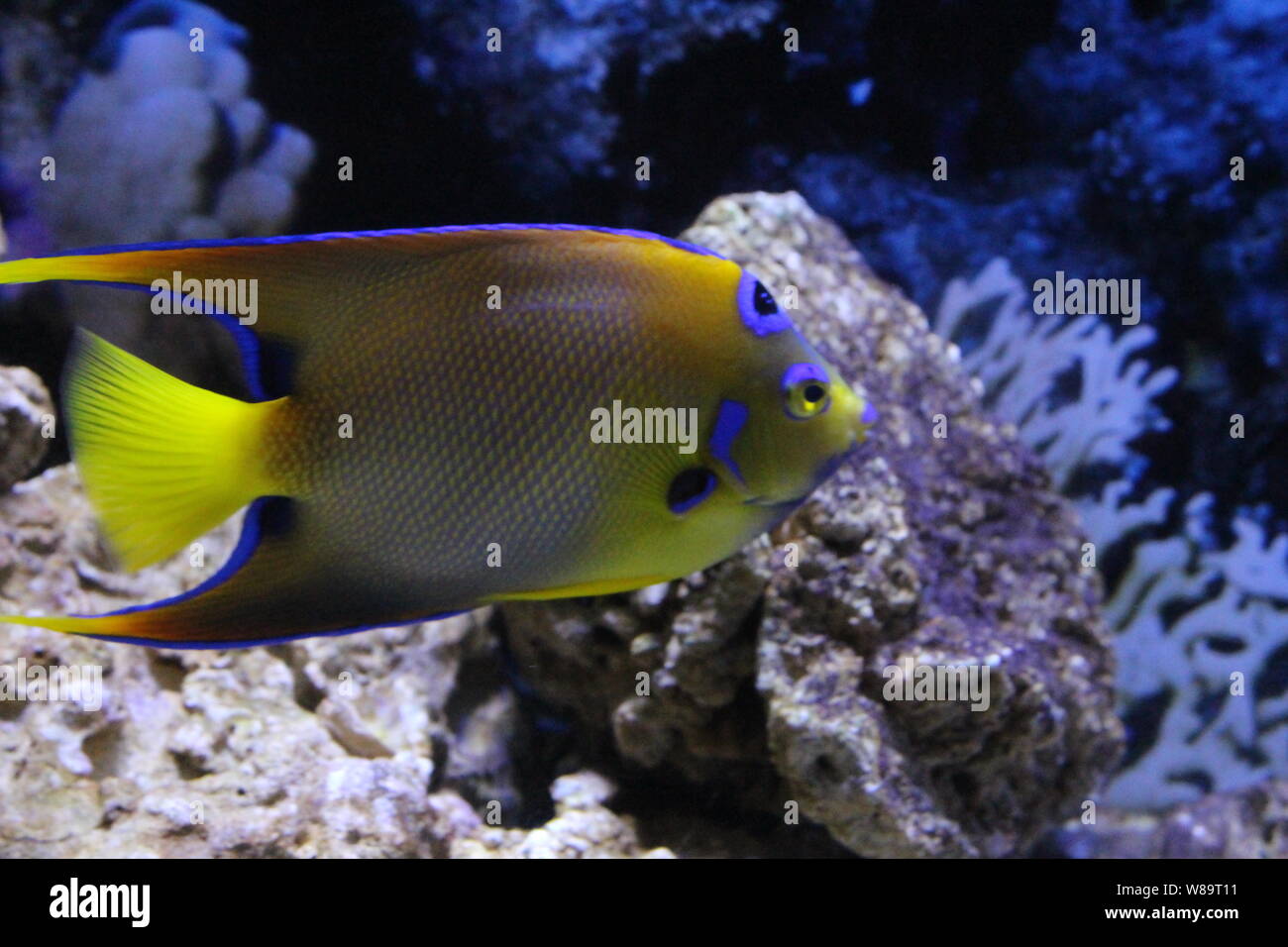 Different Jellyfish Species Hi res Stock Photography And Images Alamy