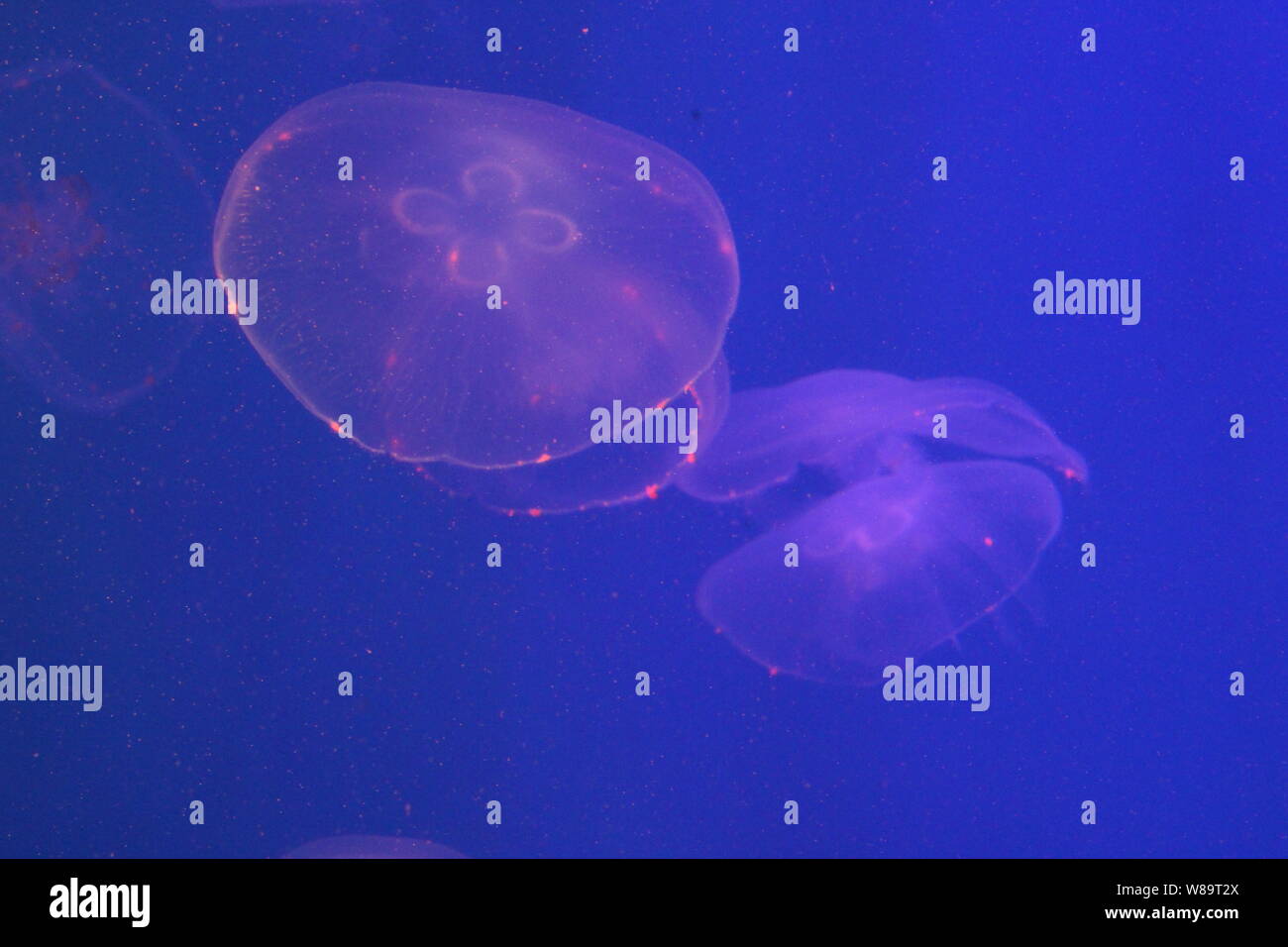 Large jellyfish in blue, clear sea water Stock Photo - Alamy