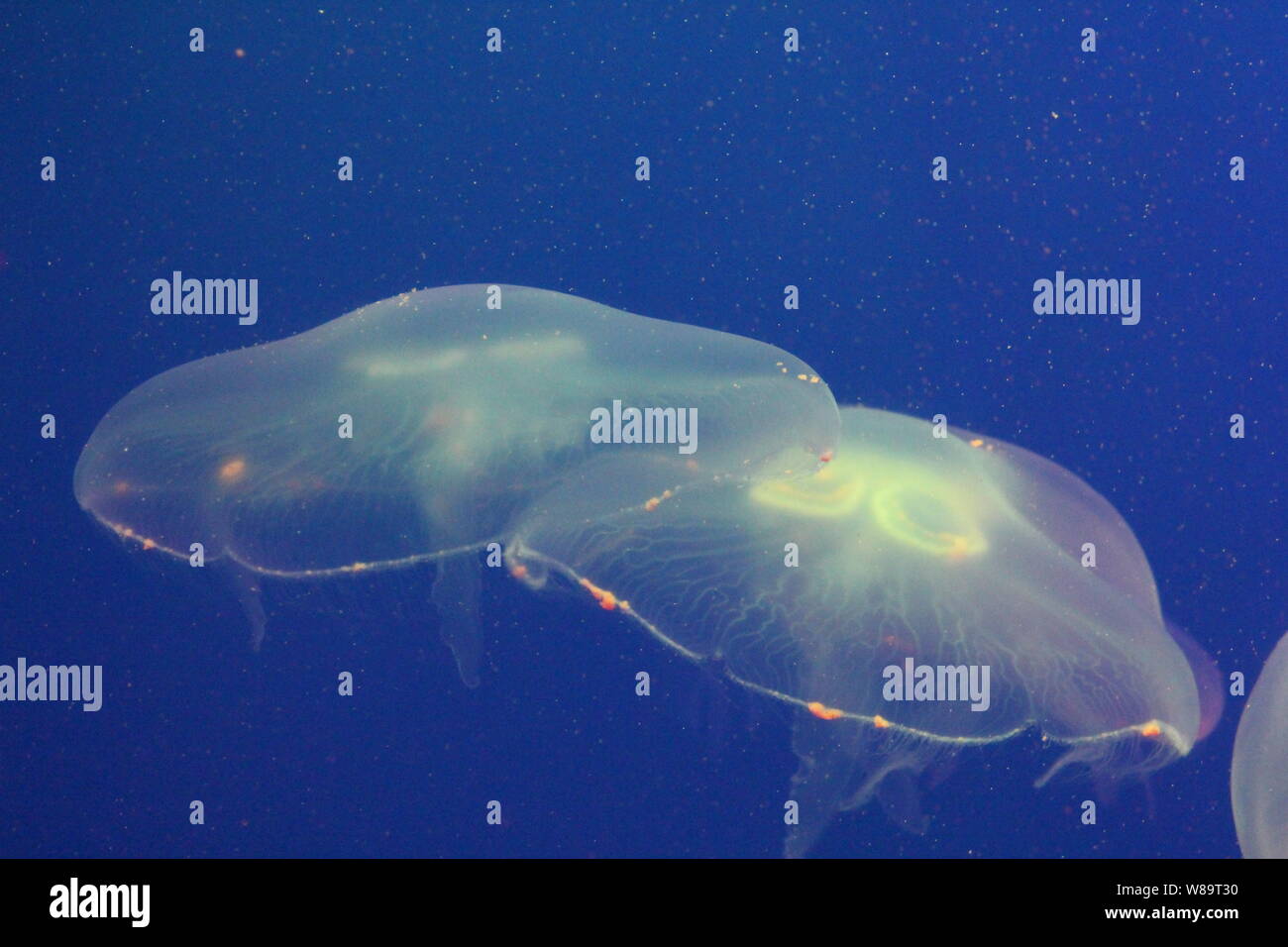 Large jellyfish in blue, clear sea water Stock Photo - Alamy