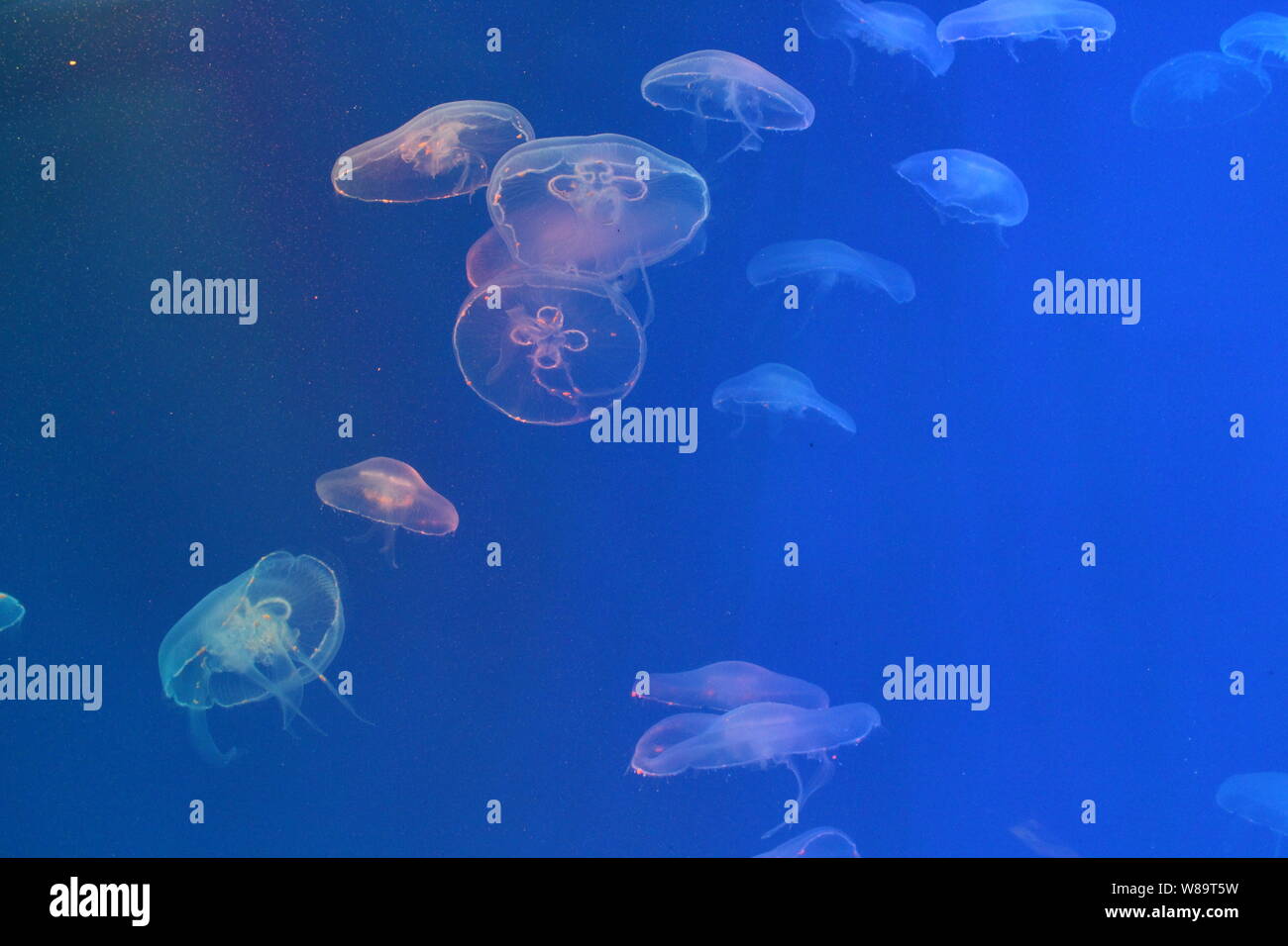 Large jellyfish in blue, clear sea water Stock Photo - Alamy
