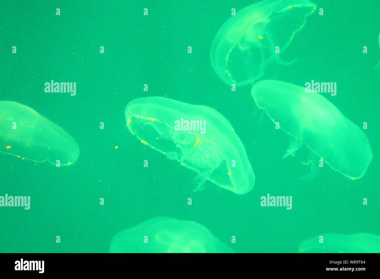Large jellyfish in blue, clear sea water Stock Photo - Alamy