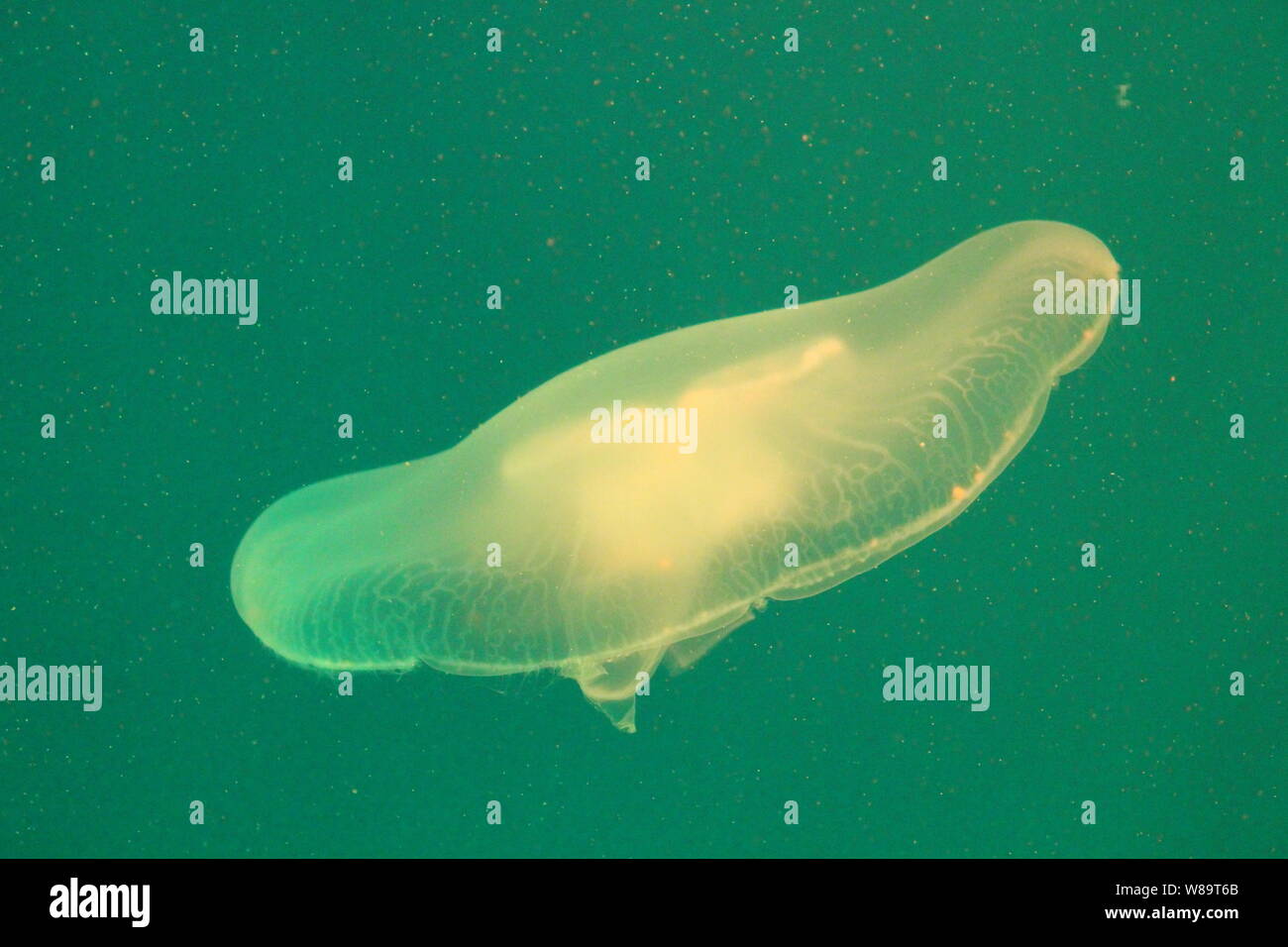 Large jellyfish in blue, clear sea water Stock Photo - Alamy