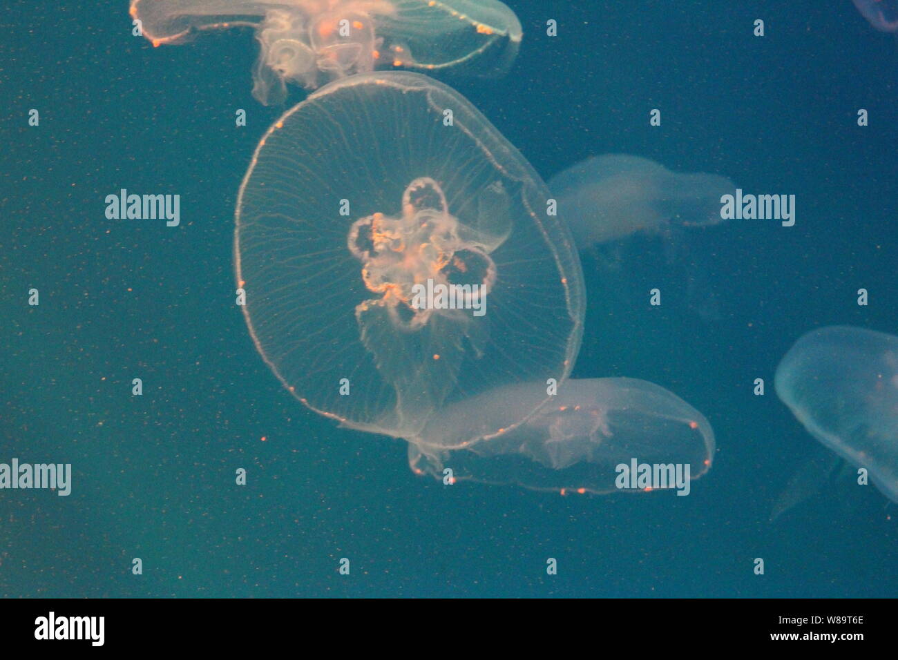 Large jellyfish in blue, clear sea water Stock Photo - Alamy