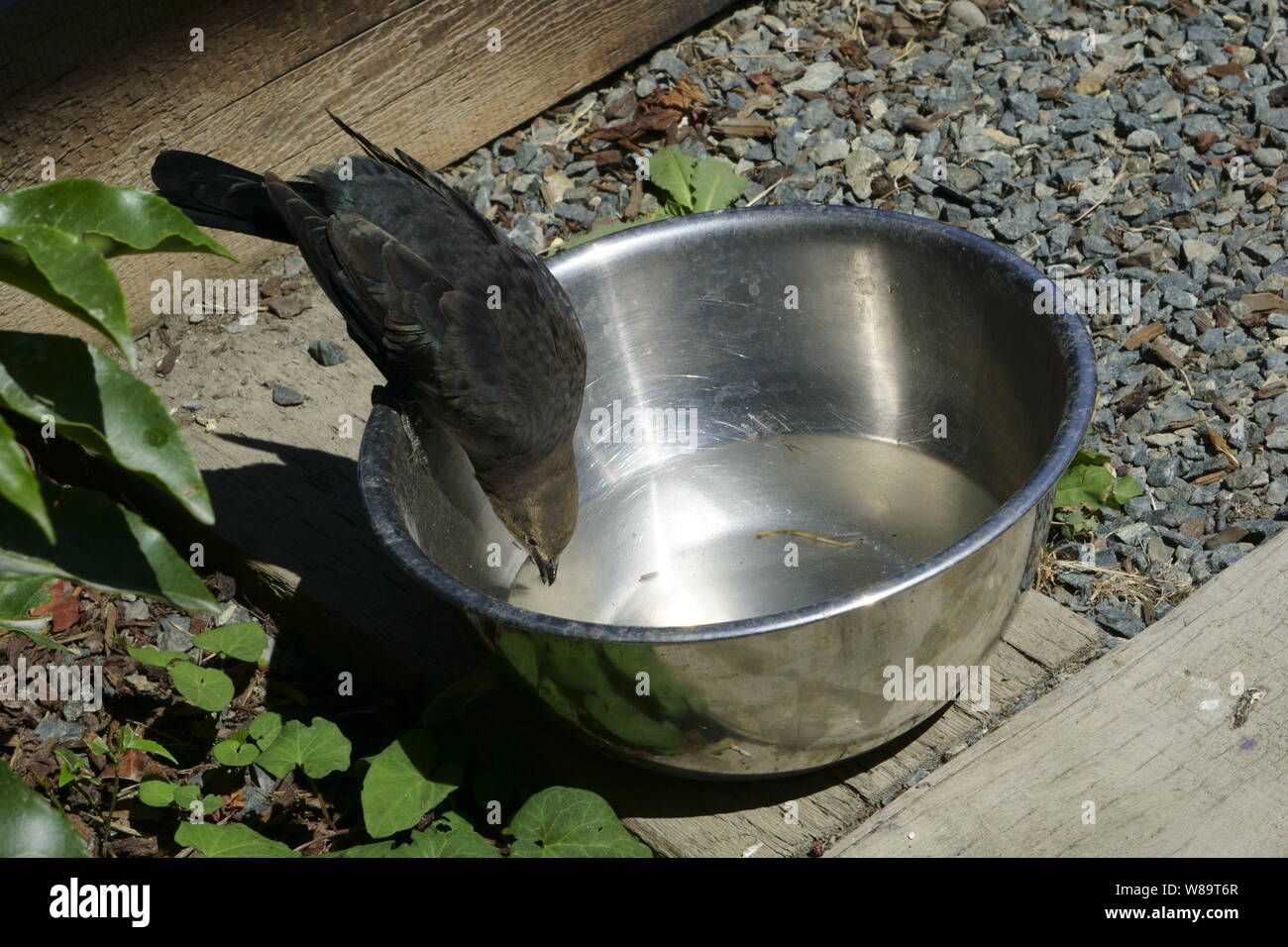 A brewer's blackbird sips from a water bowl intended for dogs at Harvest Rd. in Central Saanich, British Columbia, Canada Stock Photo