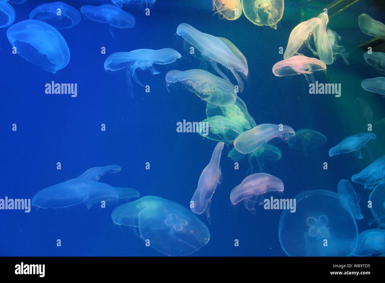 Large jellyfish in blue, clear sea water Stock Photo - Alamy