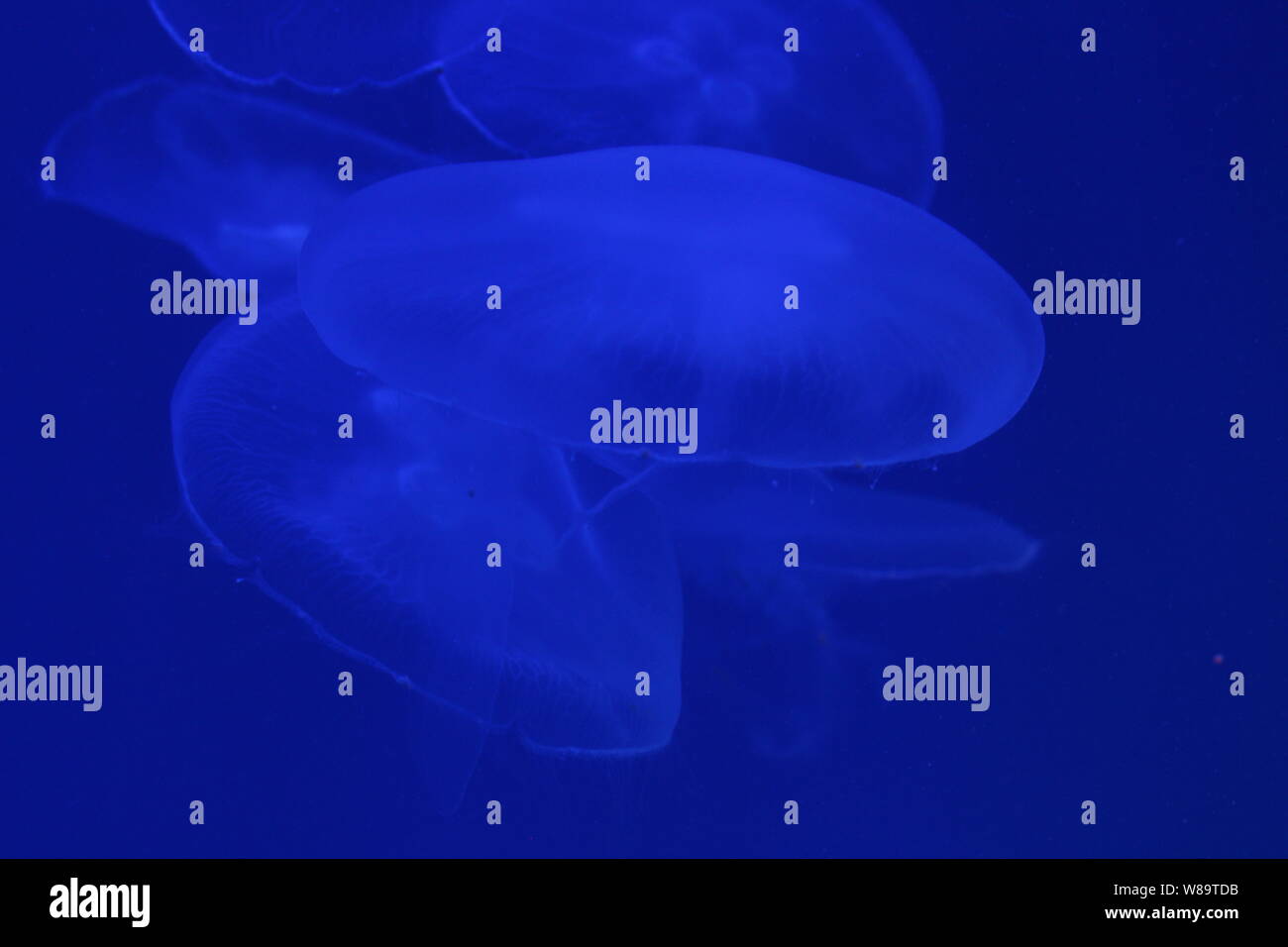 Large jellyfish in blue, clear sea water Stock Photo - Alamy
