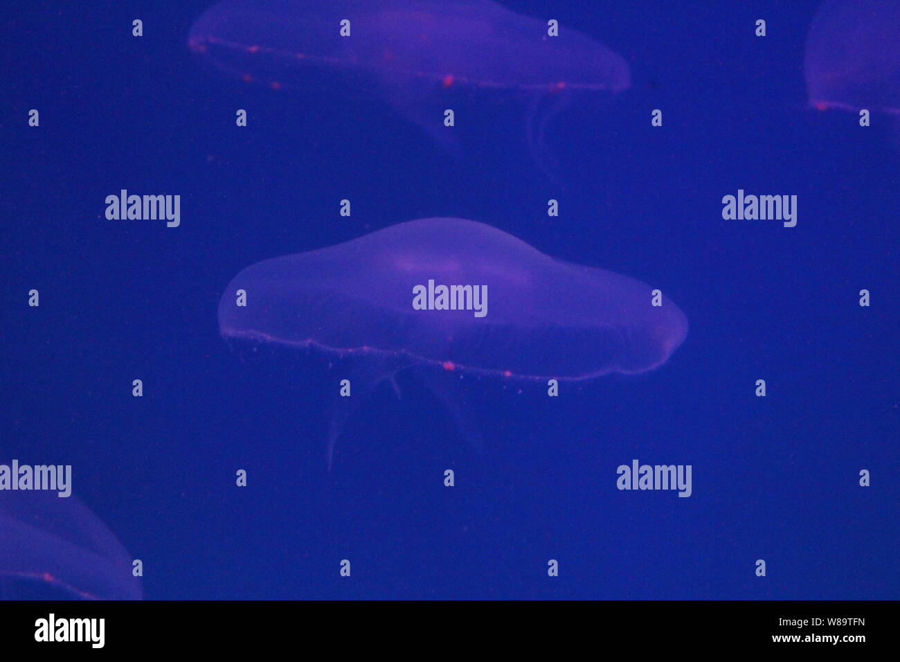 Large jellyfish in blue, clear sea water Stock Photo - Alamy