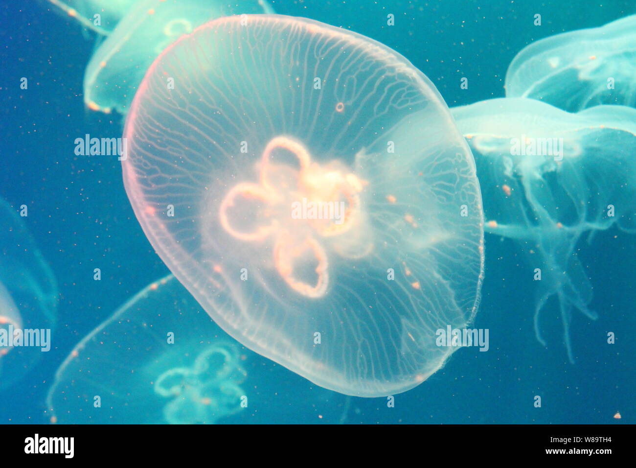 Large jellyfish in blue, clear sea water Stock Photo - Alamy