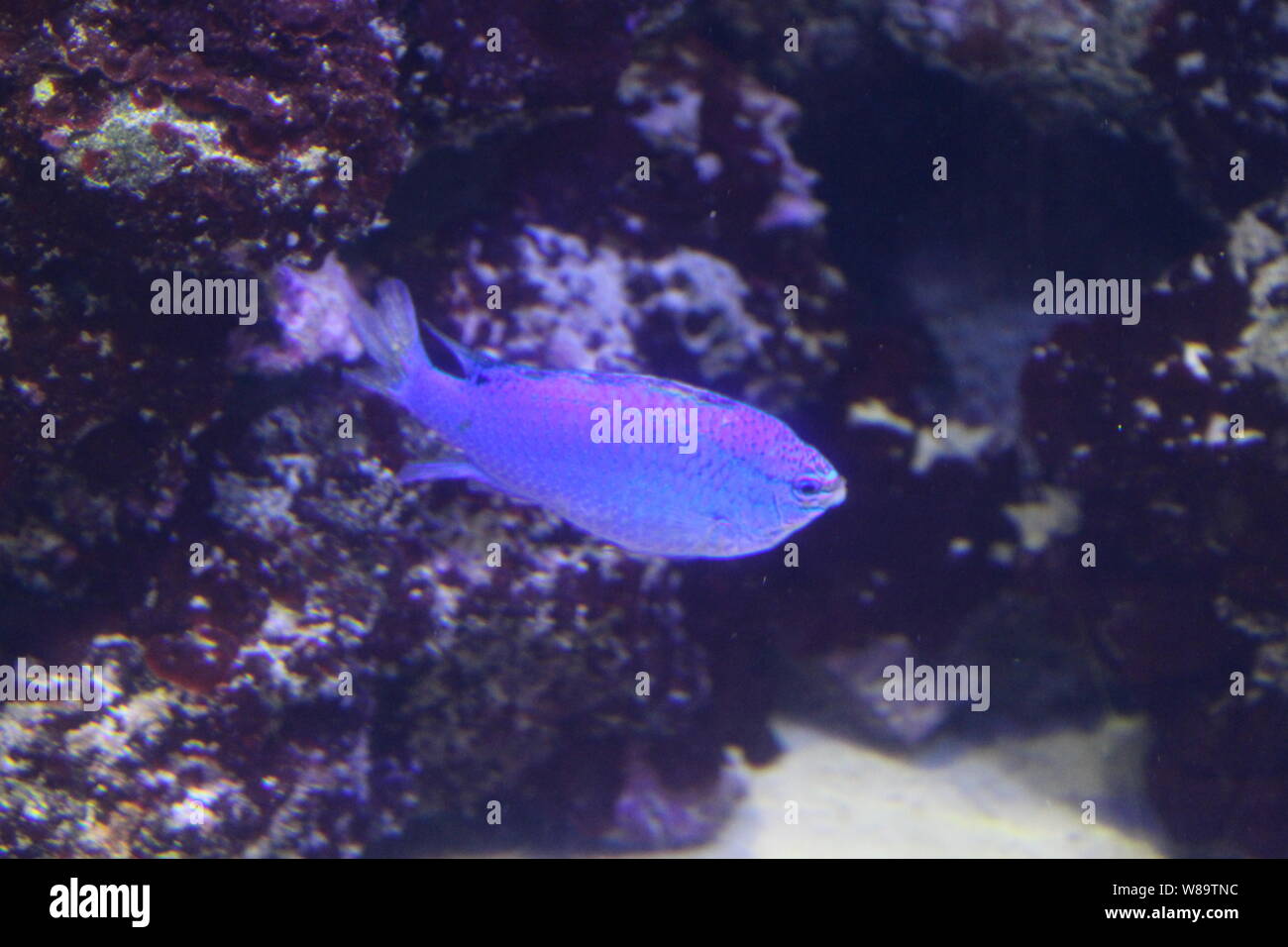 Different Jellyfish Species Hi res Stock Photography And Images Alamy