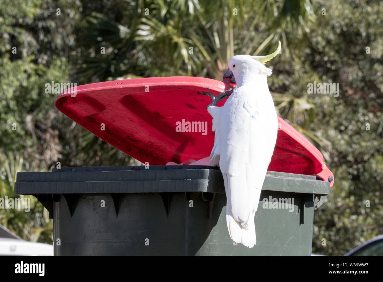 Sulphur-crested Cockatoo lifting garbage bin lid Stock Photo