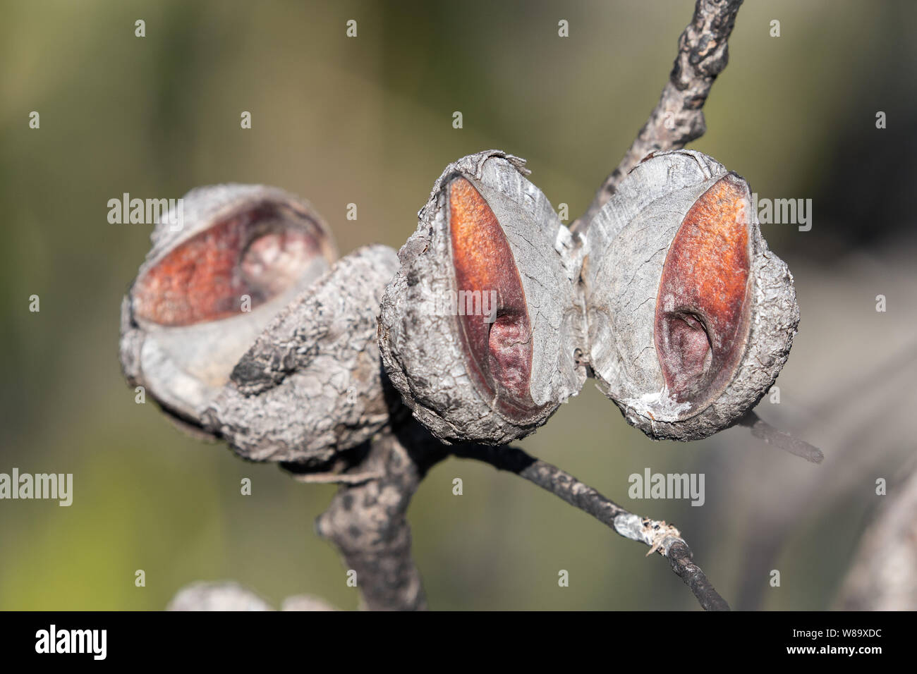 Hakea seed pod hires stock photography and images Alamy