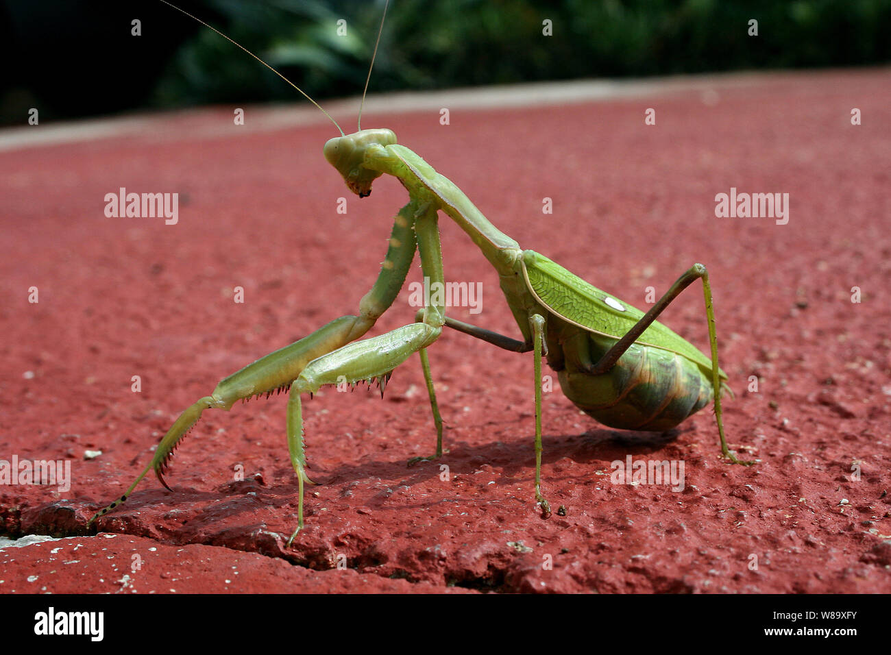 A close-up of a Praying Mantis, (Mantodea). The female has been known to eat the male after mating but not always. Stock Photo