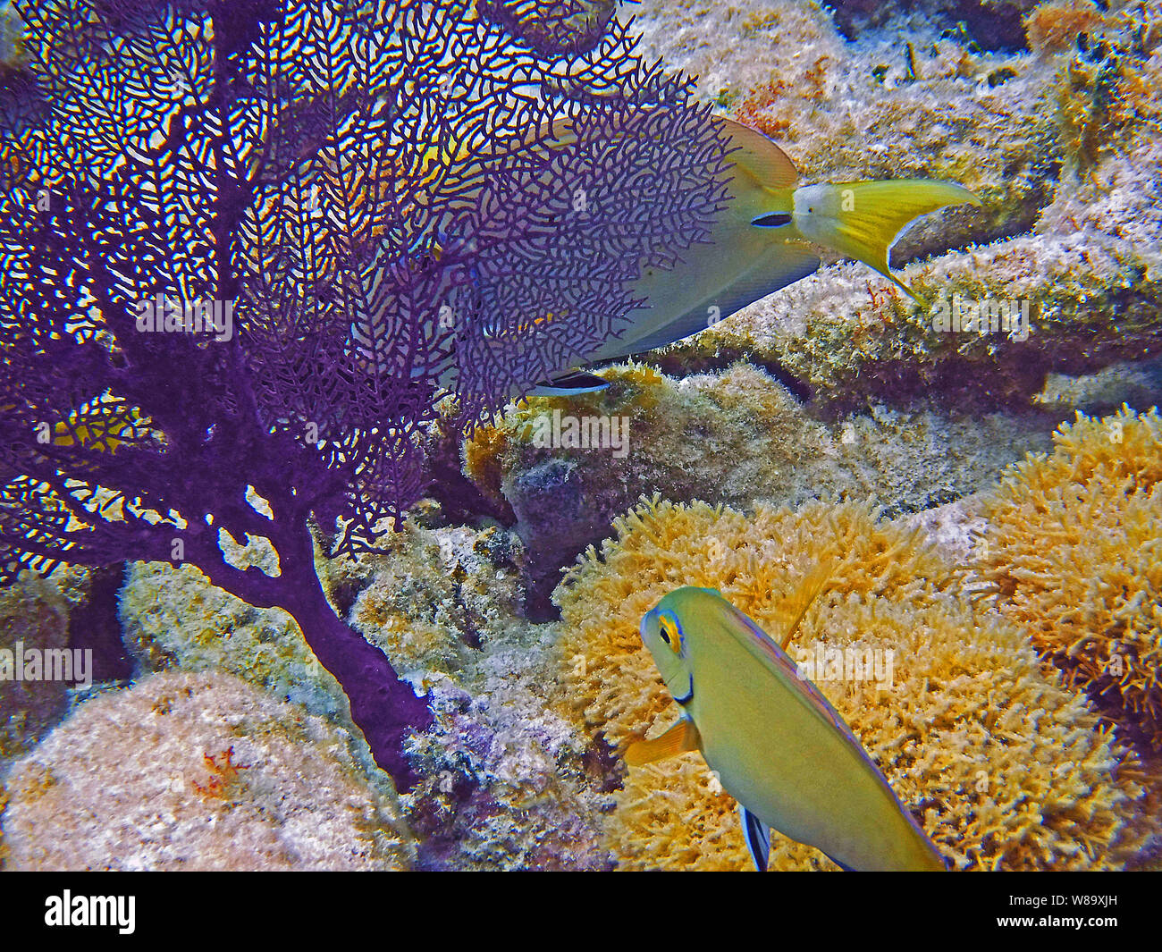 Two Doctorfish (Acanthurus chirurgus) swimming near a Purple Sea Fan off the Florida Keys. This taken on a shallow coral reef. Stock Photo