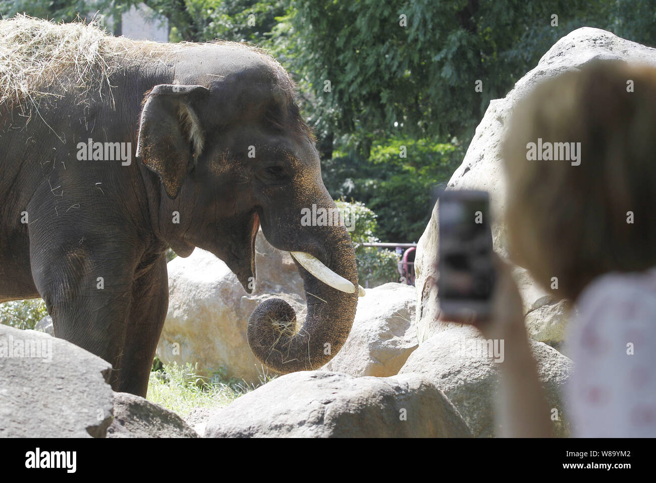 Kiev, Ukraine. 8th Aug, 2019. A visitor takes a photo of an Asian