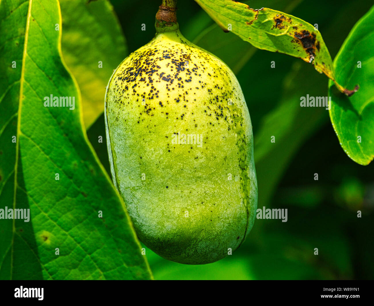 Pawpaw / Paw Paw fruit the largest edible fruit trees native to North  America. Asimina triloba Stock Photo - Alamy