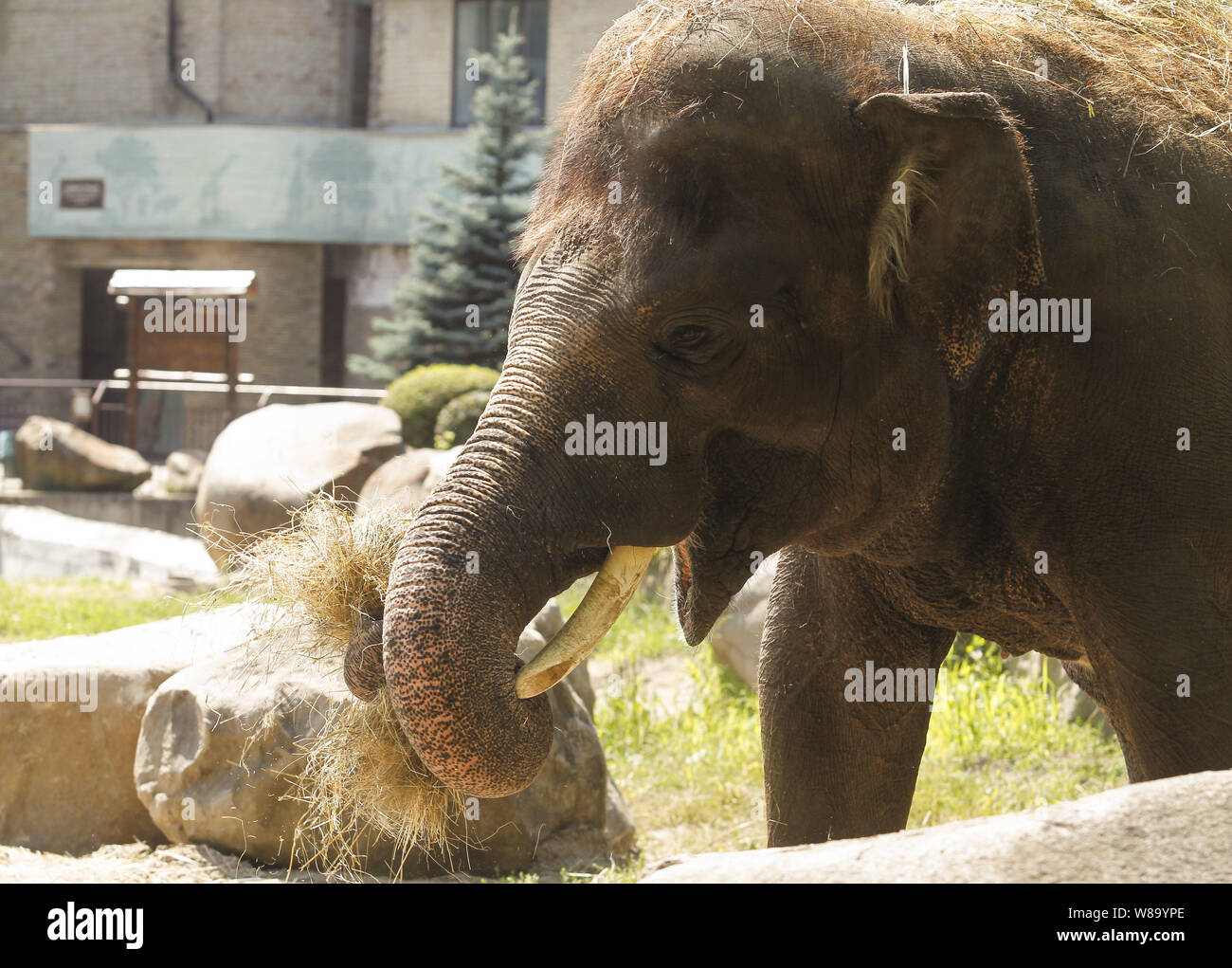 Kiev, Ukraine. 8th Aug, 2019. An Asian elephant Horace is seen in Kyiv