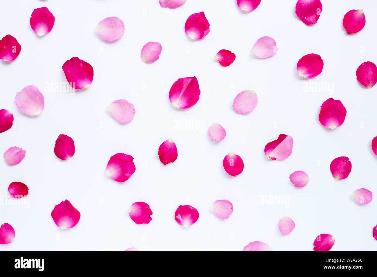Rose petals isolated on white background Stock Photo - Alamy