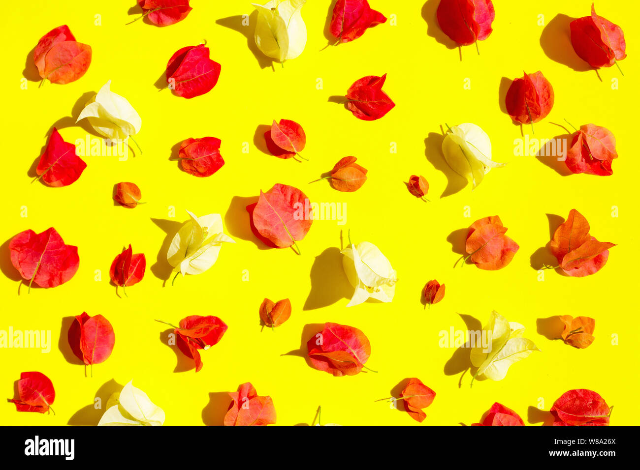 Beautiful red and white bougainvillea flower on yellow background. Top view Stock Photo